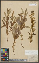 Foto von Salix alba L. x Salix fragilis L.